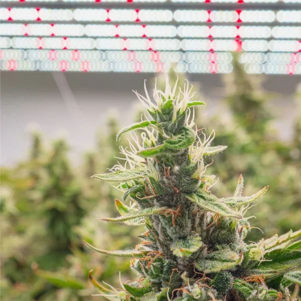 Cannabis Plant in Facility