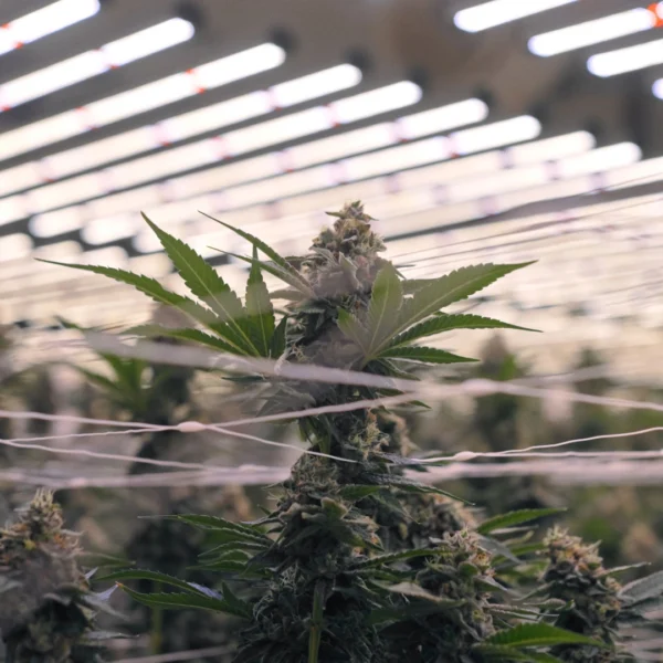 Miami Mango Grow Facility Design 1