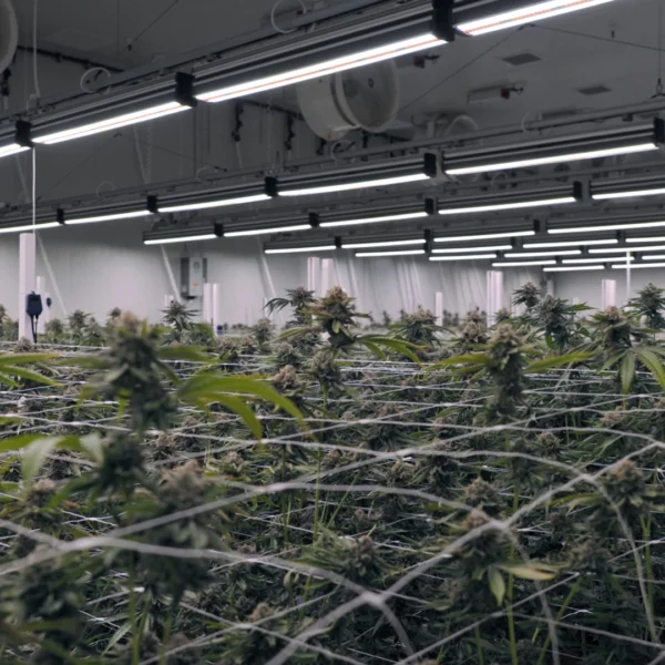 Miami Mango Grow Facility Design 2