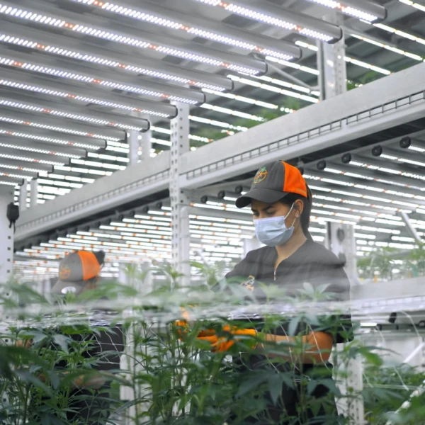 Miami Mango Grow Facility Design 3