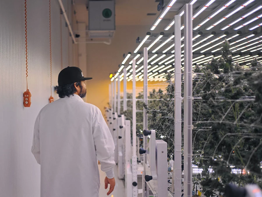 Cannabis Grow Room Design