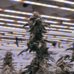 Cannabis Grow Facility Design