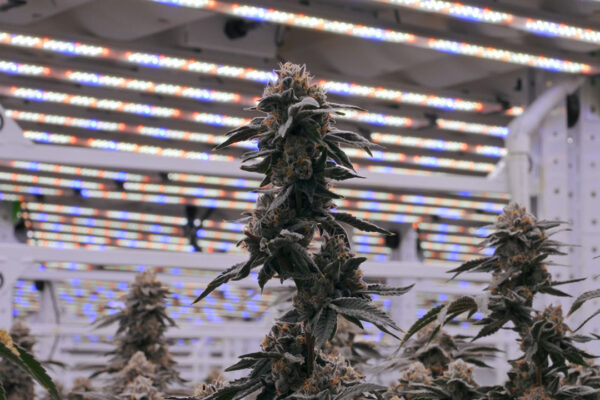 Cannabis Grow Facility Design