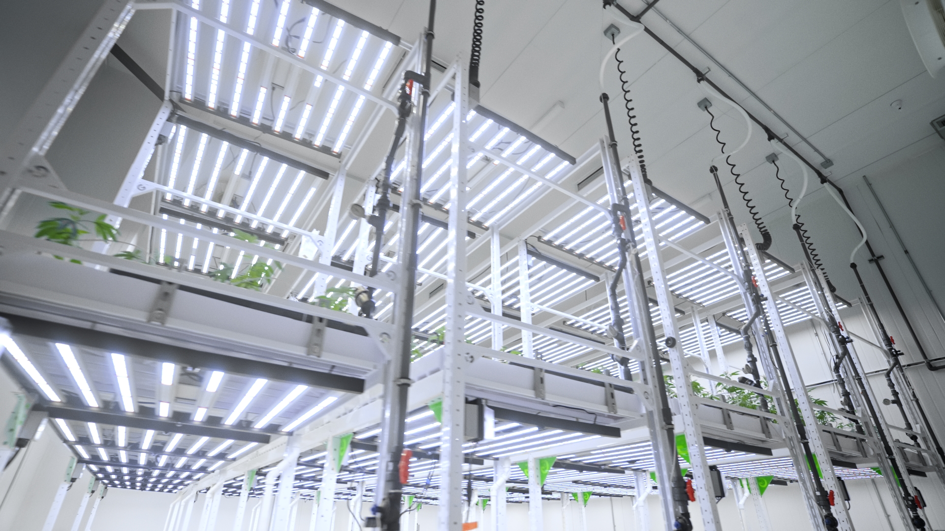 Vertical Racks at Flamingo Cultivation Center with DRM
