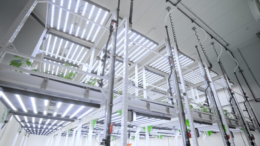 Cannabis Cultivation Facility