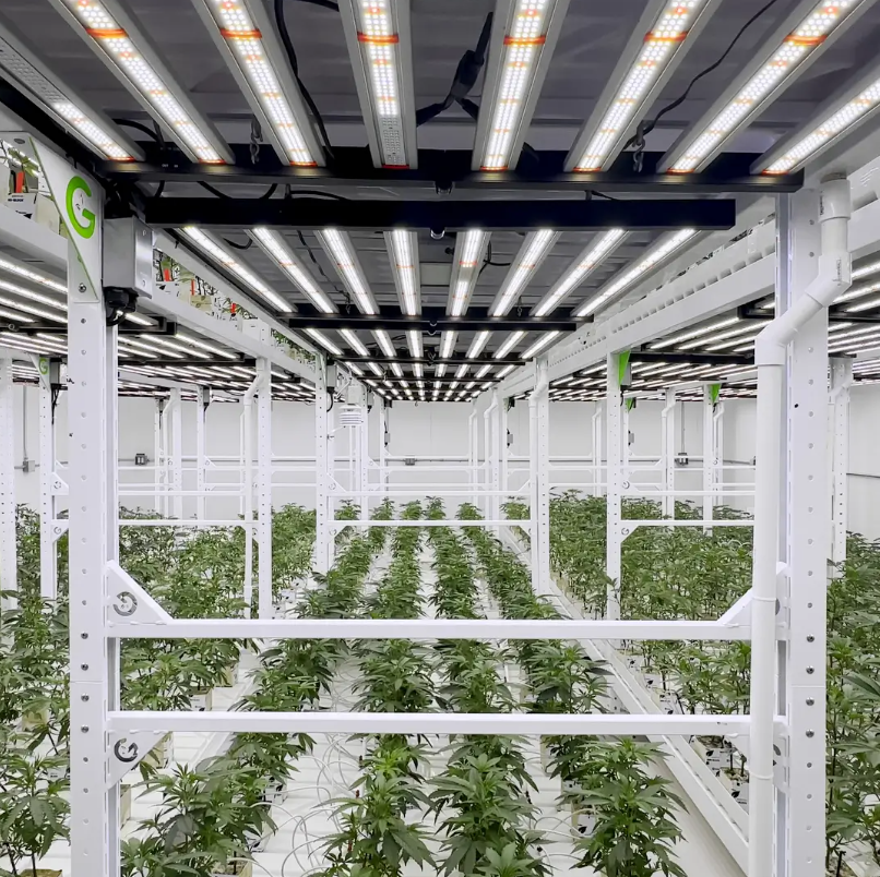 Indoor Cannabis Cultivation